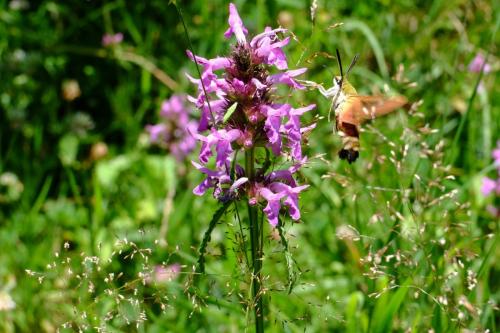 Hemaris fuciformis